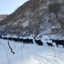 알콩달콩 흑염소 이미지