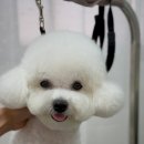 피카소 동물병원 미용 이미지