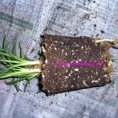 준 소프트 이미지