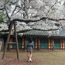제주 벚꽃명소 해안드라이브코스 추천 삼성혈 러블리제주