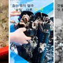 땅끝마을홍어