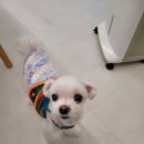 포포퍼피 이미지