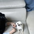 모이나 헤어