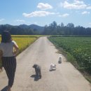 휴 애견미용 이미지