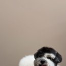 뚜뚜멍멍 이미지