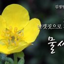 [꽃 이야기 79회] 노랑나비 날갯짓으로 피어난다 - 물싸리 이미지