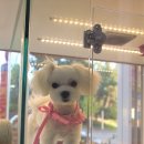 펫시스터즈 이미지