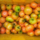 토마토 케일 쥬스용 특별 판매(유기농 즙용 케일 2kg+ 유기농 토마토 B급 2kg=16,000원) 이미지