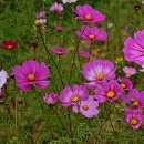 코스모스드림 이미지