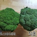 스킨스피어 이미지