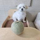 강아지 메론 급여 주의점 달콤한 매력에 퐁당 빠져버린 쪼꼬,우유