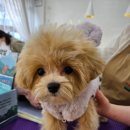 푸바오애견 이미지