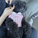 연안애견 이미지