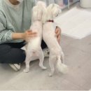 나라라펫 이미지