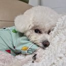 쿨펫동물병원 | 내돈내산 강아지 슬개골 탈구 수술 후기, 일산 쿨펫동물병원 킨텍스로점