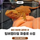 팀버렙타일 | 용인아이랑갈만한곳 팀버렙타일 파충류 체험 클래스 후기!
