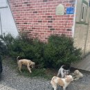 푸른별펜션 | [강원도 홍천] 여름휴가 2박3일 계속 먹는 먹부림 가족여행 푸른별펜션