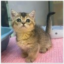 나라애견 본점 이미지