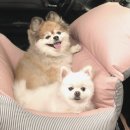 모두의펫 | 강아지 카시트 추천! 소형 중형견 모두 안전하게 펫브랜디 범퍼형 카시트 후기