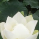 정향