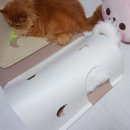 폴리누찌 | 고양이 숨숨집 터널 이게 뭐라고 놀이와 싸움의 대환장파티 후기