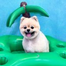 산두로펫살롱 이미지