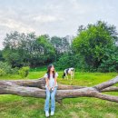 예지목장 이미지