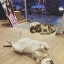 쿠키상점 이미지