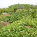 덕은농장 이미지