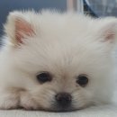 청북햇살 동물병원 이미지