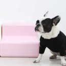 퍼피트리 이미지