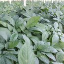 민균농장 이미지