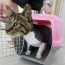 고양이 미용실 방울선생 이미지