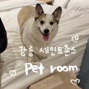 트윈펫 | 강릉 애견동반숙소 세인트존스호텔 펫룸 트윈룸 후기｜웰시코기와 2박 3일 솔직 리뷰(장/단점)