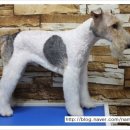 강아지세상 이미지
