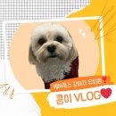 강아지유치원CAREDOGS