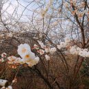 보령산양산삼