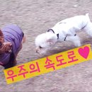 야탑 반려견 이미지