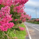 배롱나무길 이미지