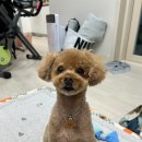 도토리 펫살롱 이미지