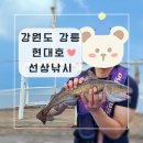 강릉 배낚시! 주문진 '현대호' 줄줄이 올라오는 황열기, 대구