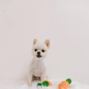 미소댕댕 이미지