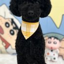 호빵펫살롱 이미지