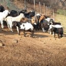 솔염소농장 이미지