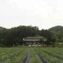 제천부동산 제천농가주택 제천시골집 단양부동산 단양농가주택 단양시골집 봉양읍 농가주택매매..305평 이미지