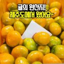 (판매중)제주 노지감귤~극조생귤 1박스 20,000원(택포)!! 산지직송 이미지