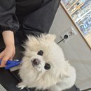 멍친 네이버블로그