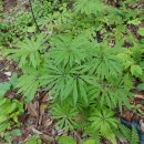 나물숲향기 이미지