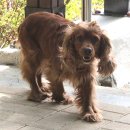 예삐애견 이미지