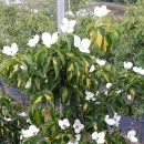 골드스타 이미지